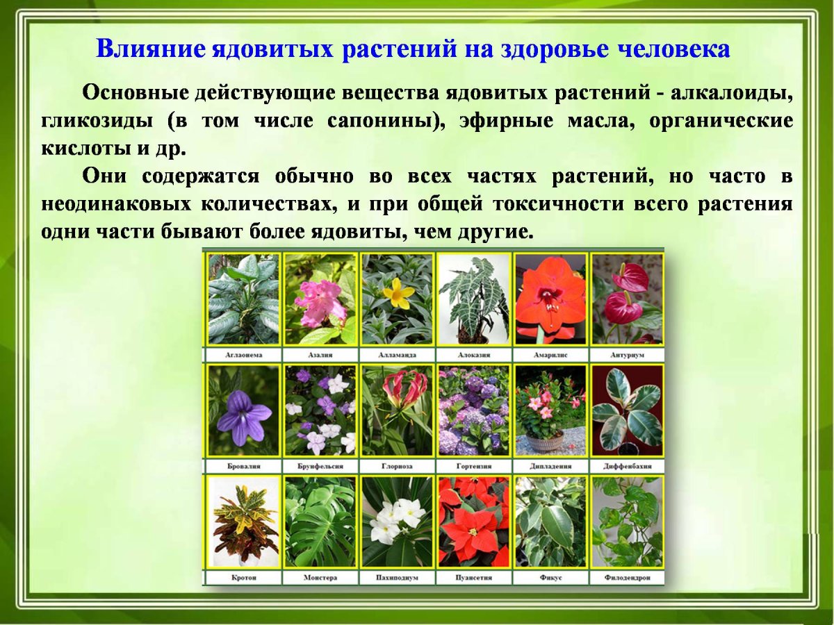 Диффенбахия пятнистая Цветущая