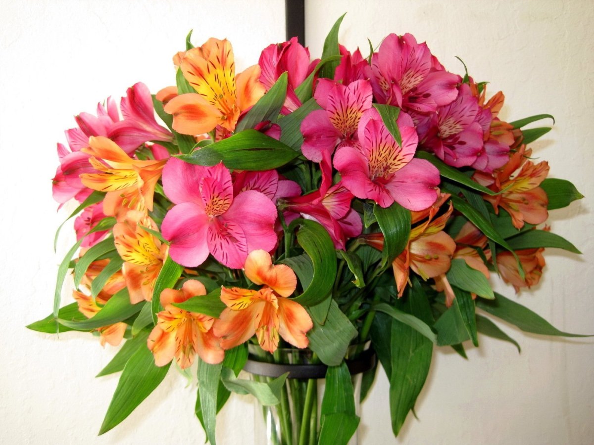 Alstroemeria ligtu