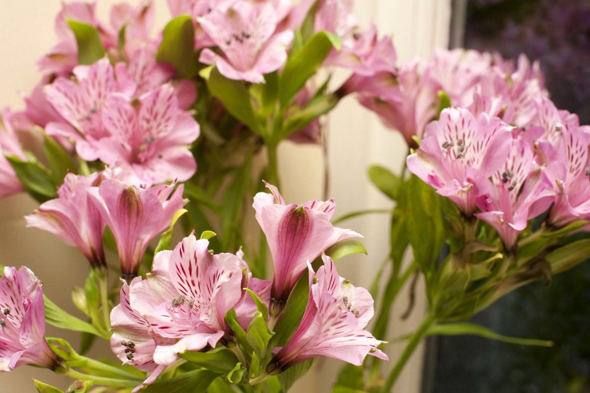 Alstroemeria Pelegrina
