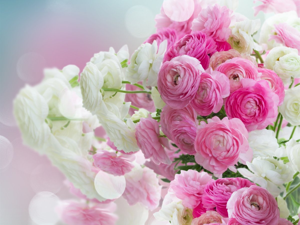 Пион Bouquet perfect