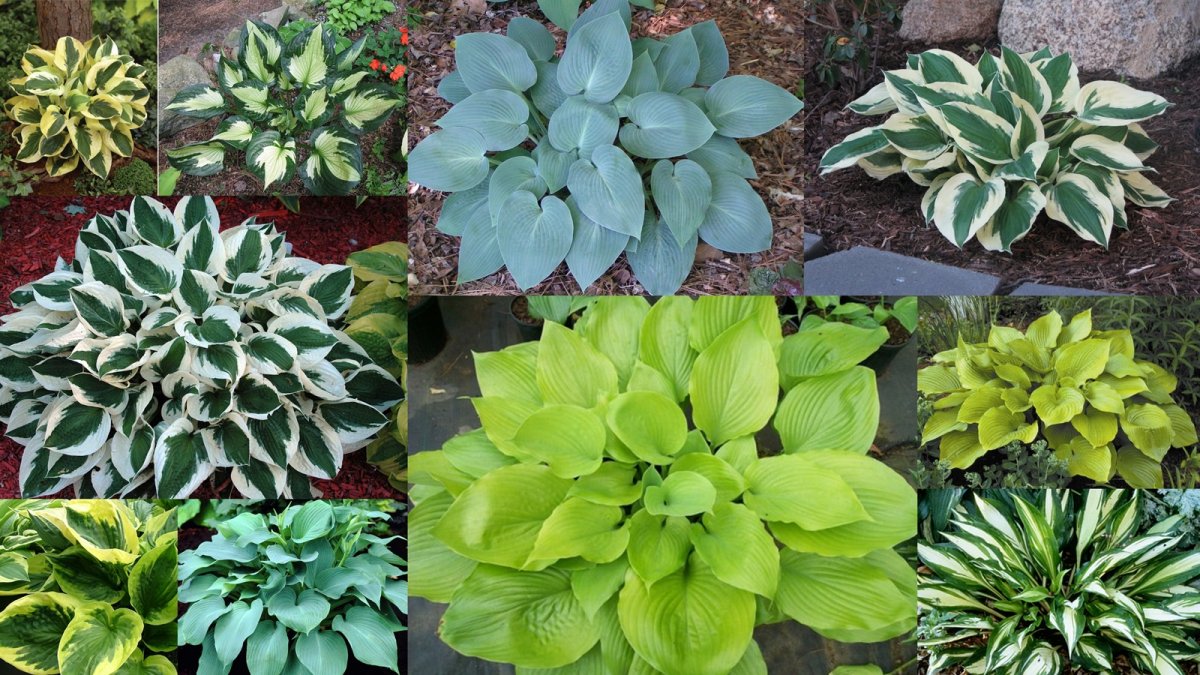 Hosta Funkia Mix цветы