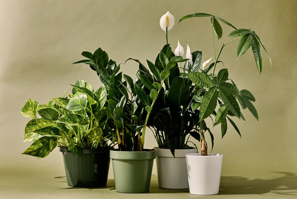 Монстера houseplants