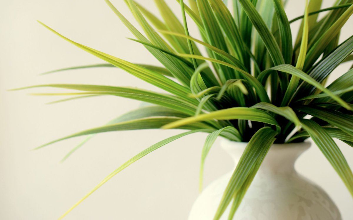Zantedeschia Mixed