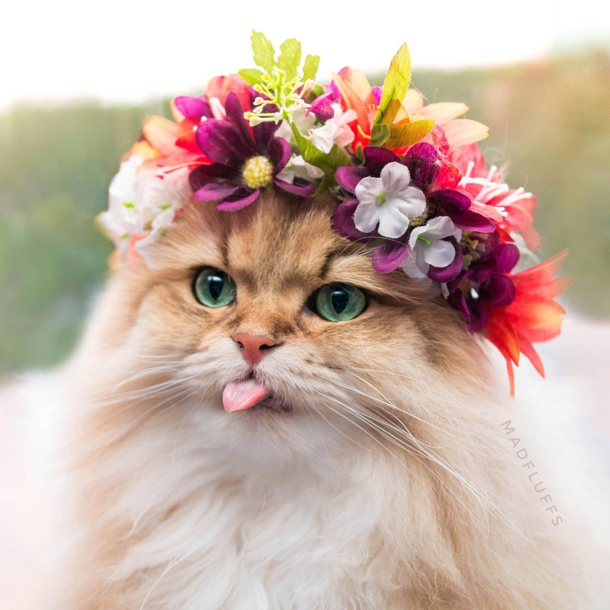 Кошка в венке