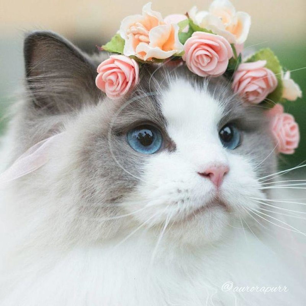 Красивые кошечки