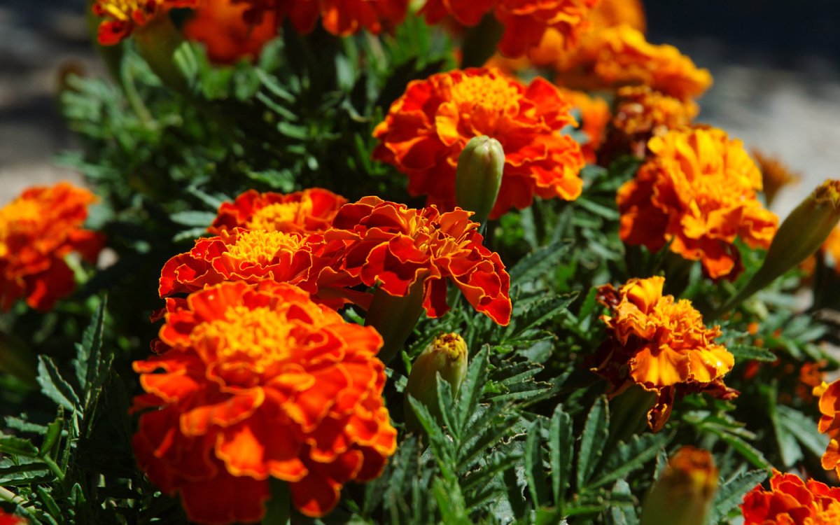 Бархатцы (Tagetes erecta)