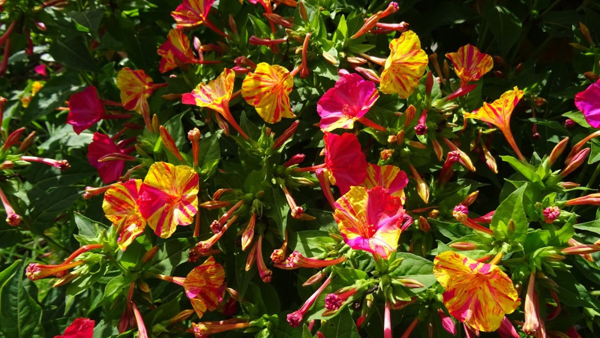 Мирабилис цветы