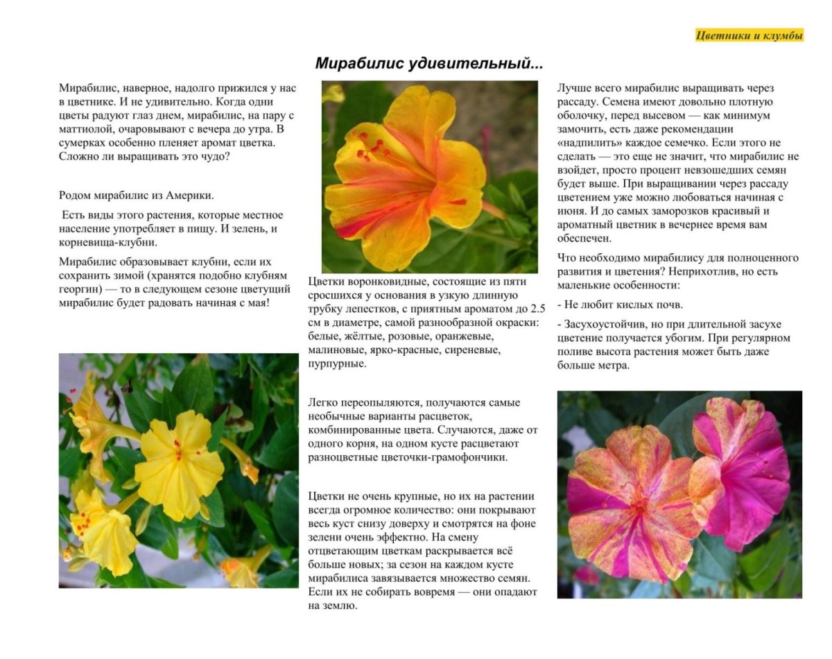 Мирабилис на клумбе
