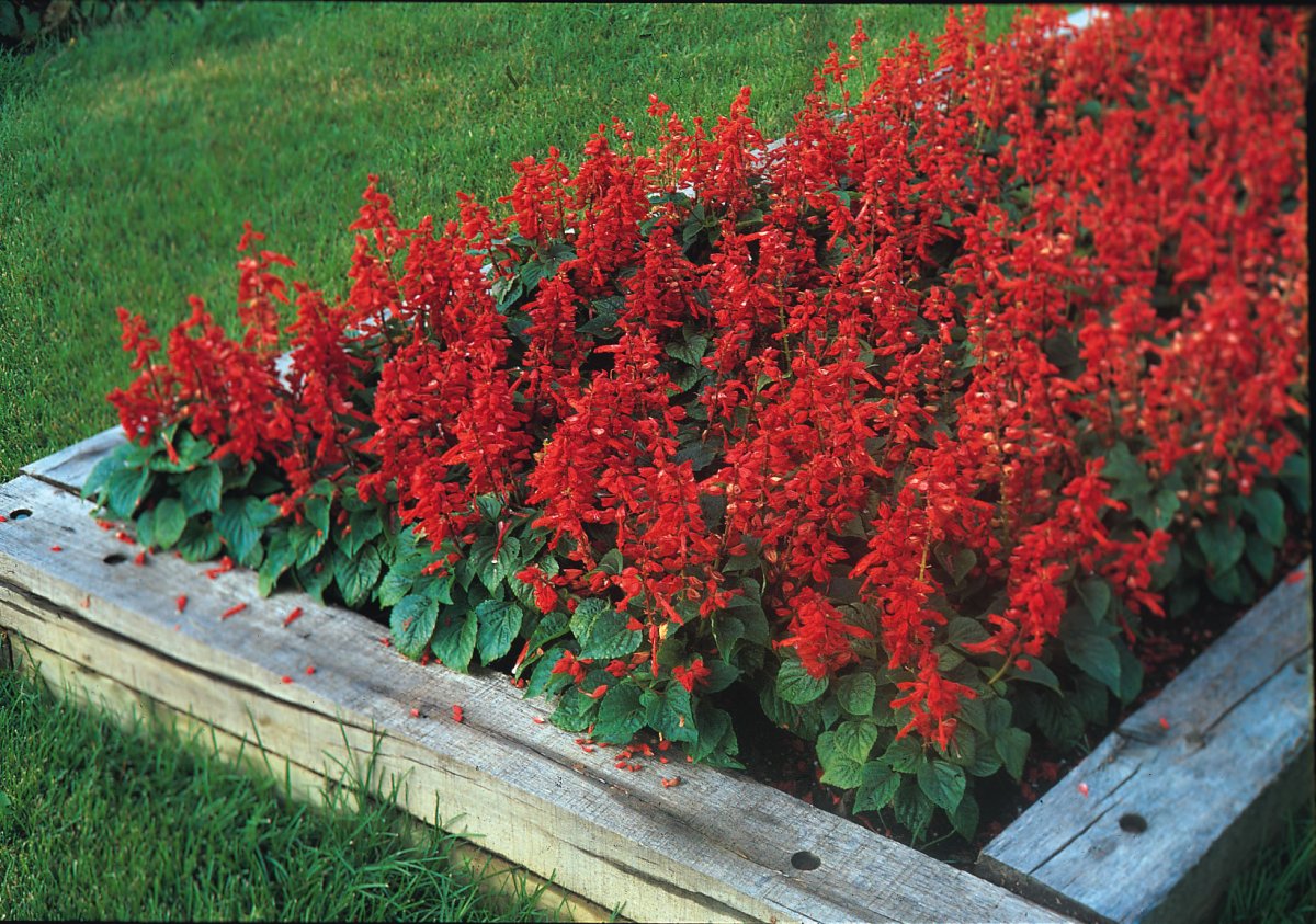 Сальвия splendens Red