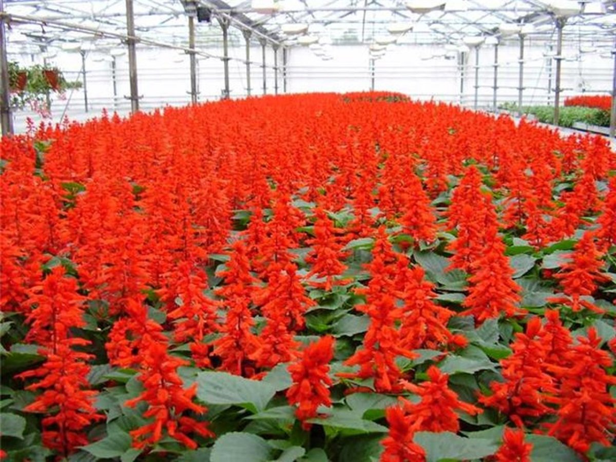 Шалфей Salvia hybrida amante