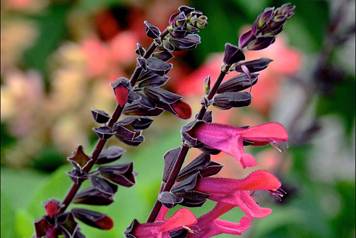 Сальвия стройная (Salvia elegans)