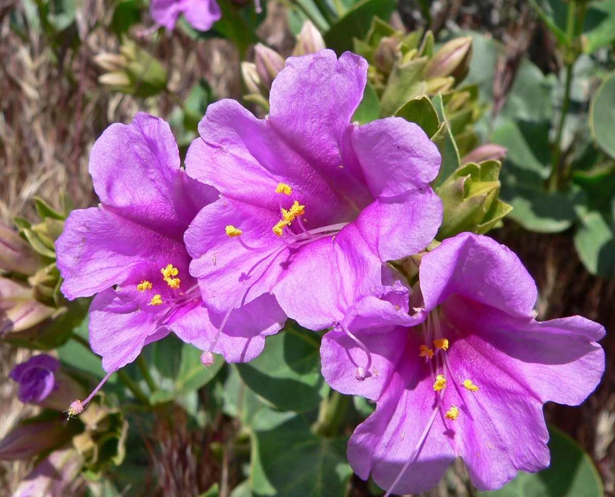 Мирабилис ялапа (Mirabilis Jalapa)