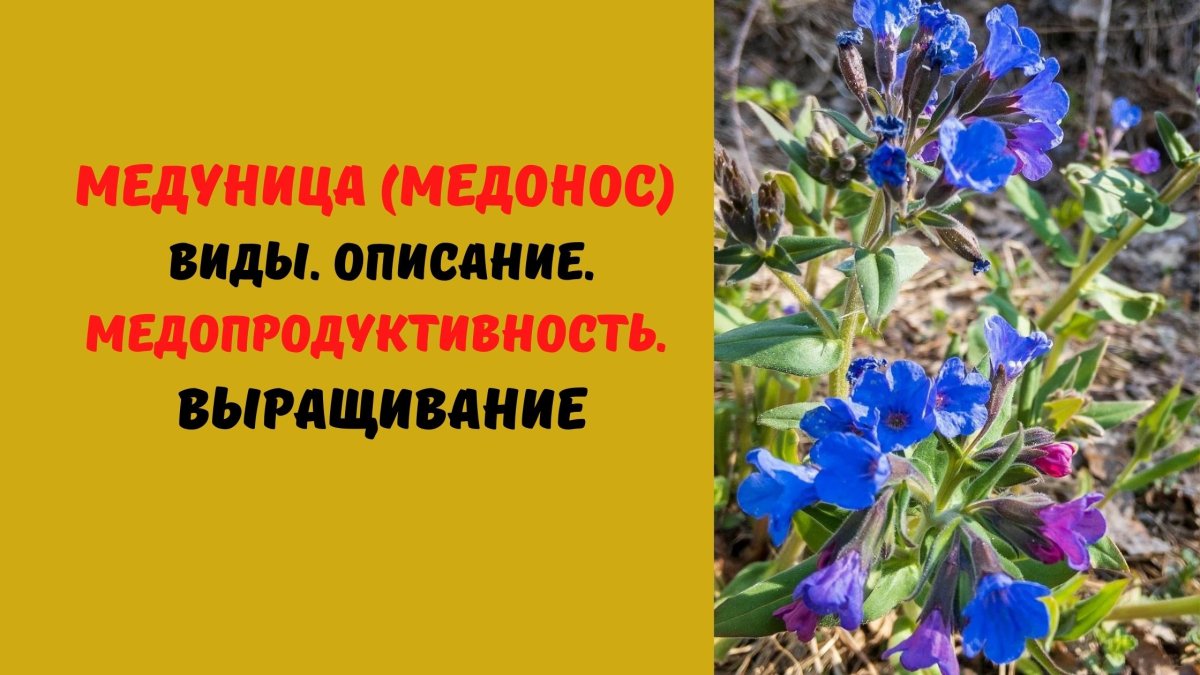 Алтайская Медуница