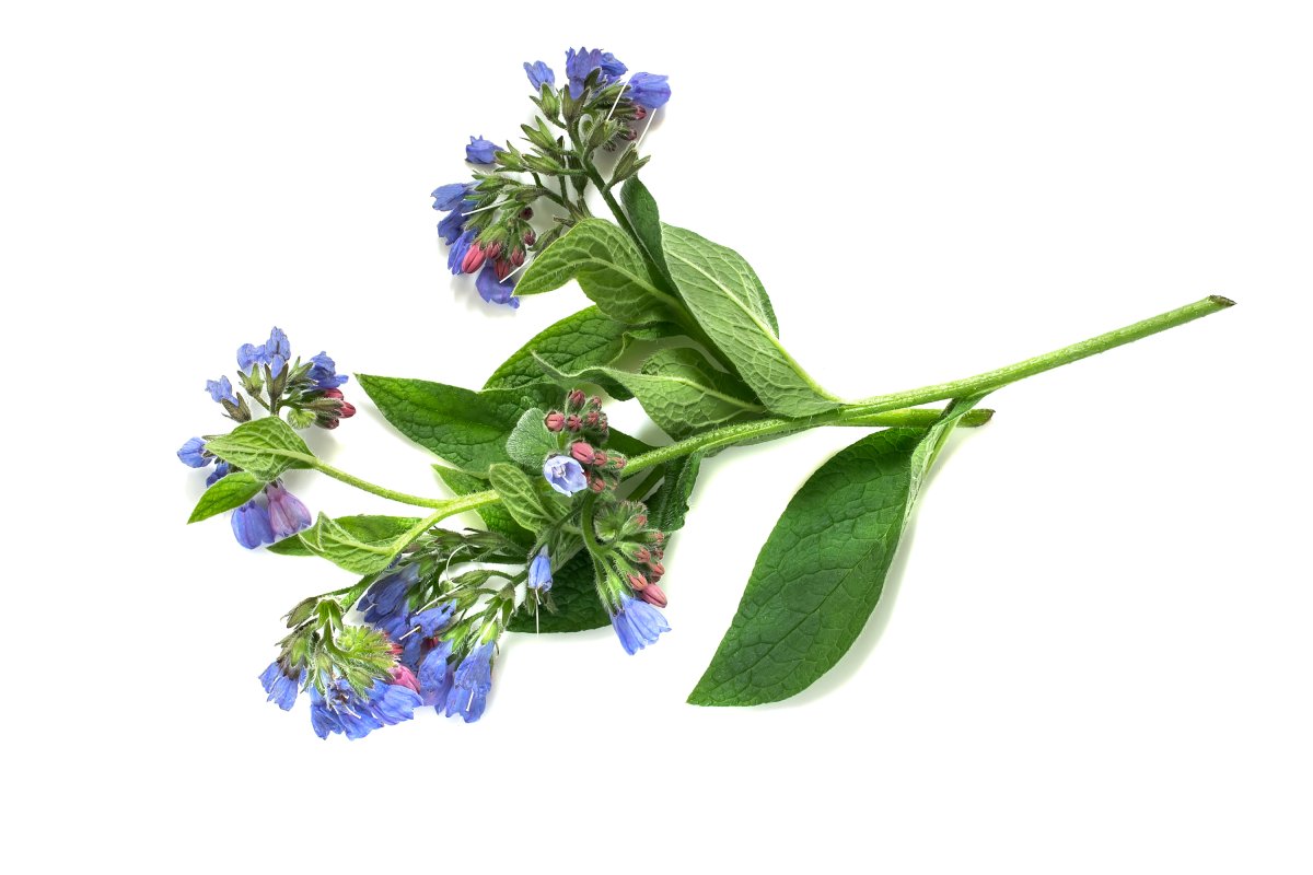 Segmentation Pulmonaria