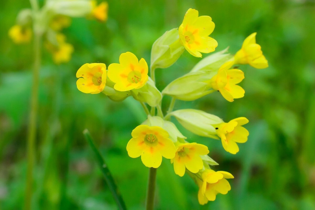 Первоцвет весенний (Primula veris)