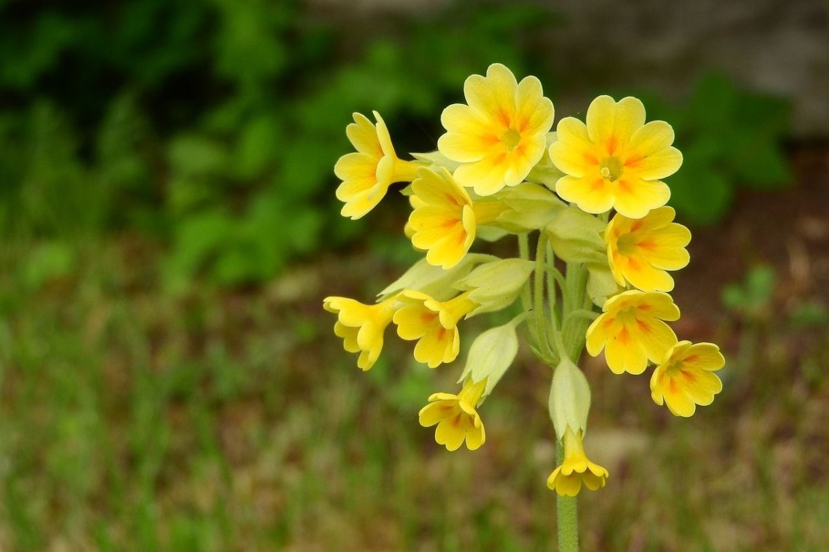 Первоцвет весенний (Primula veris)