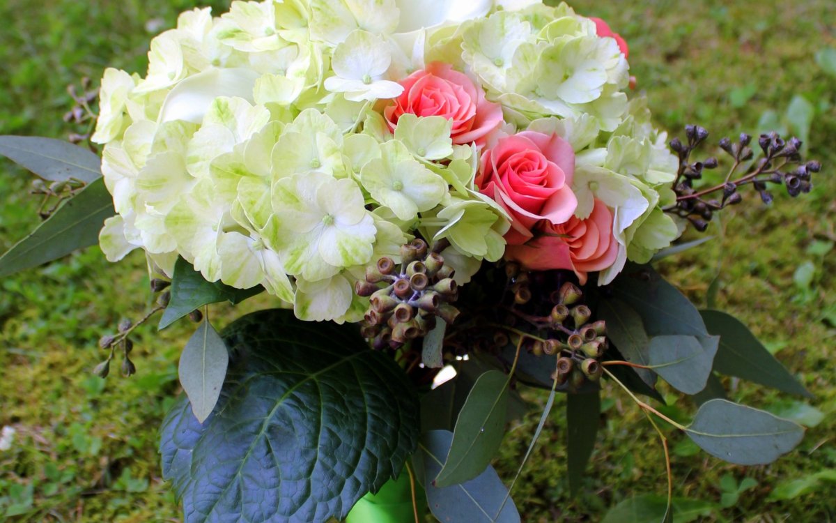 Гортензия крупнолистная Bouquet Rose