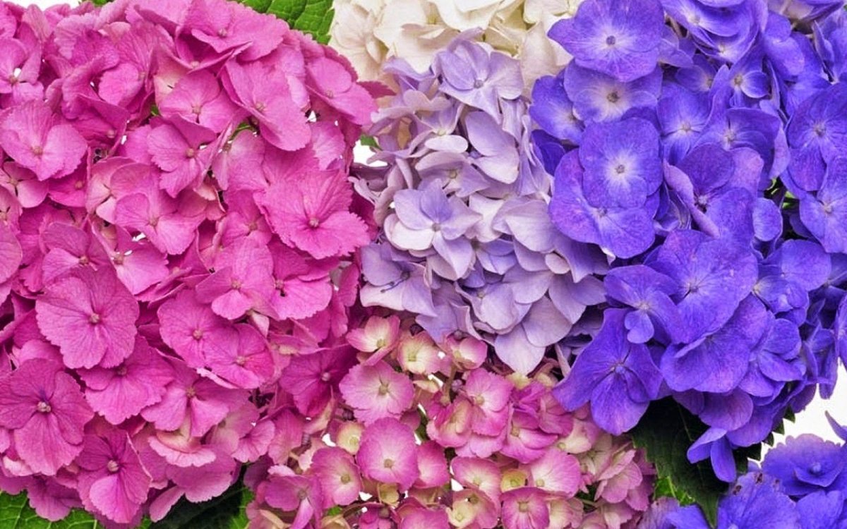 Гортензия крупнолистная Bouquet Rose