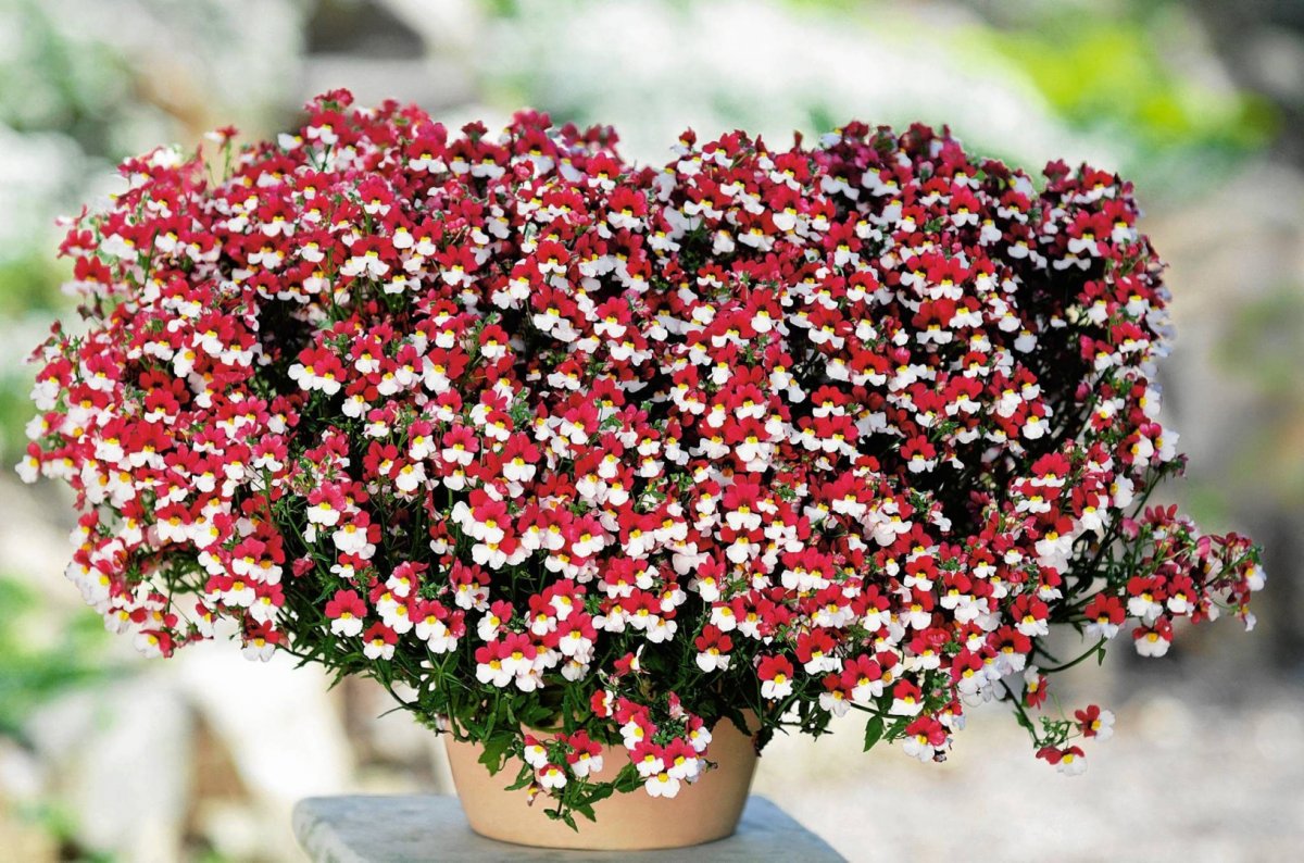 Диасция elfjes "XXL Rose"