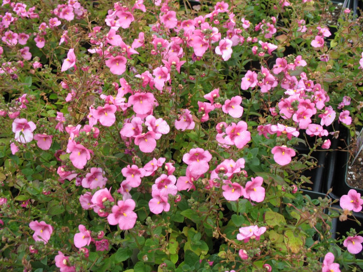 Диасция Diascia Darla Rose