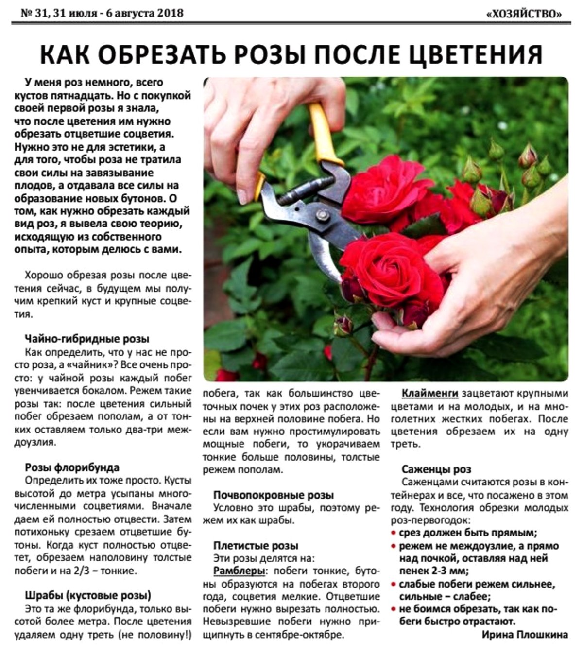 Обрезка отцветших бутонов роз летом