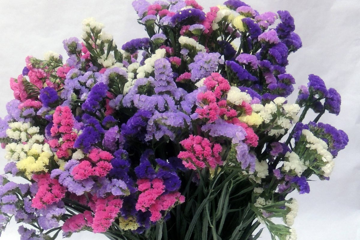 Статица микс Голландия