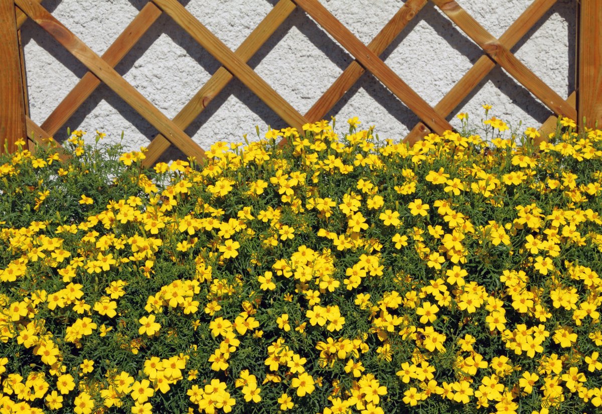 Череда золотистая (Bidens Aurea) Golden Yellow