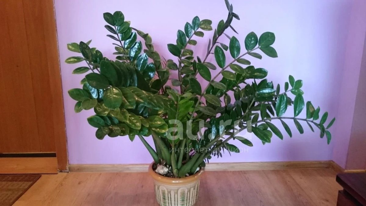Zamioculcas долларовое дерево