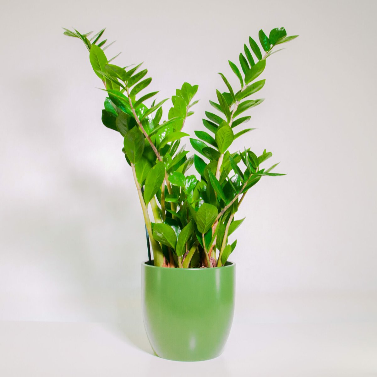 Замиокулькас zamiifolia