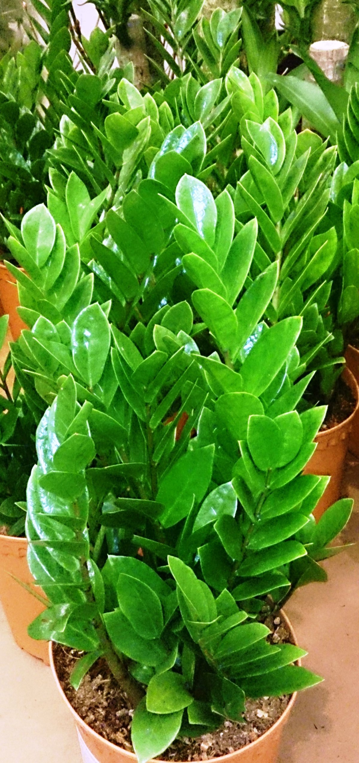 Замиокулькас Emerald Palm