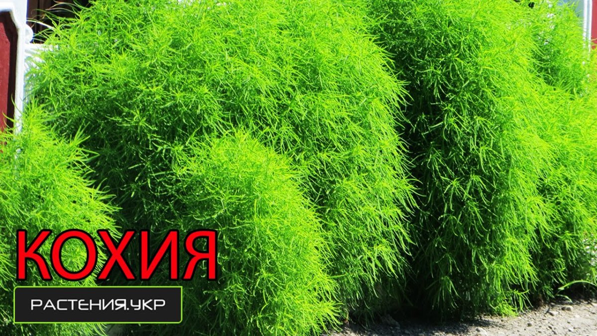 Кохия венечная