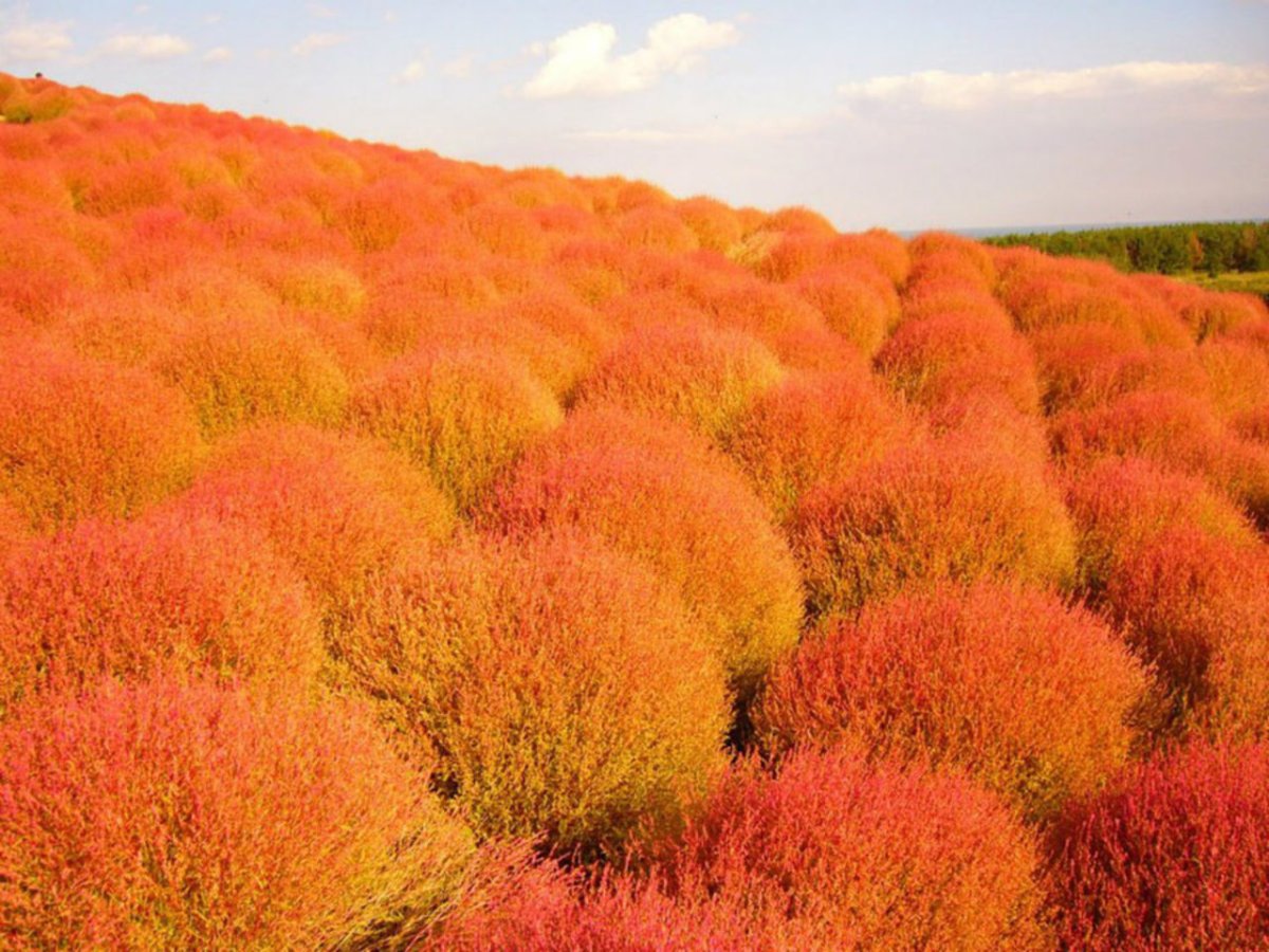 Кохия веничная (Kochia Scoparia)