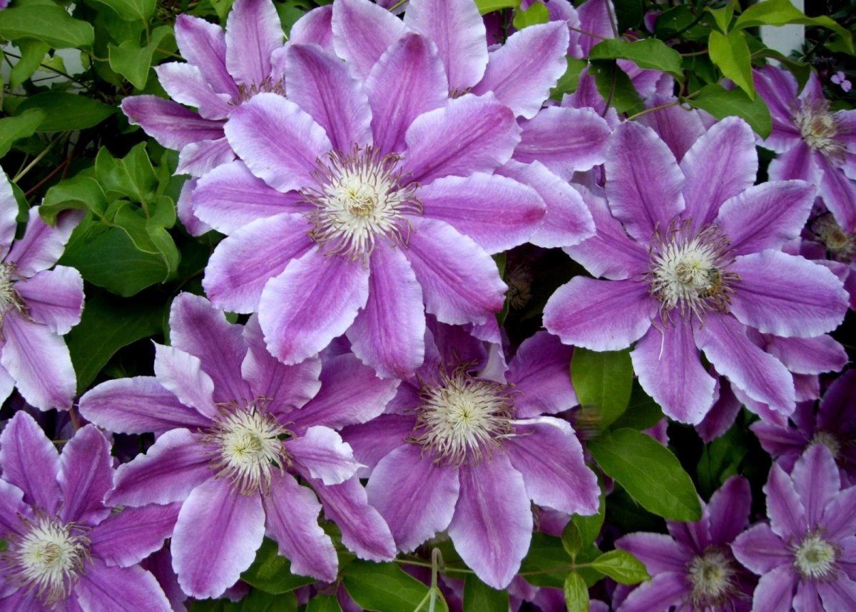 Клематис etoile Violette