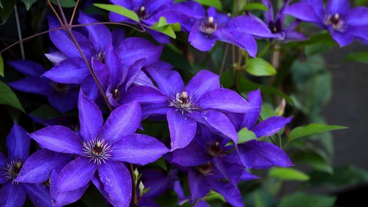 Клематис Hendryetta