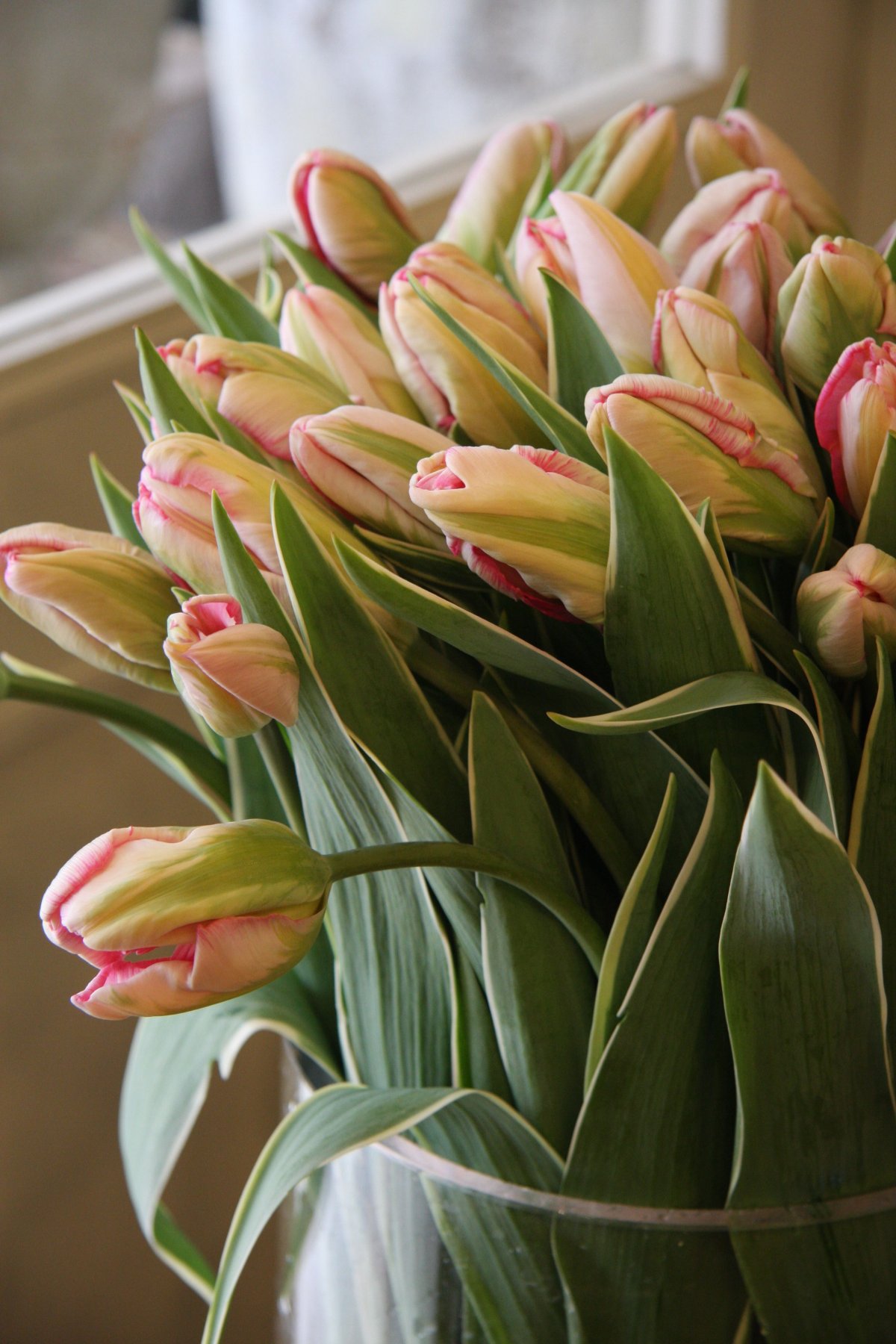 Tulipa Silver Parrot