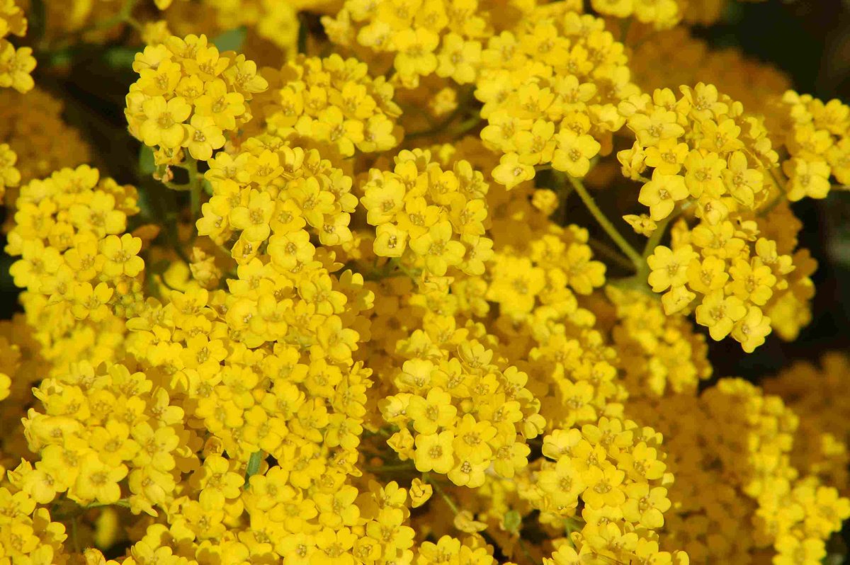 Желтые цветы для дачи