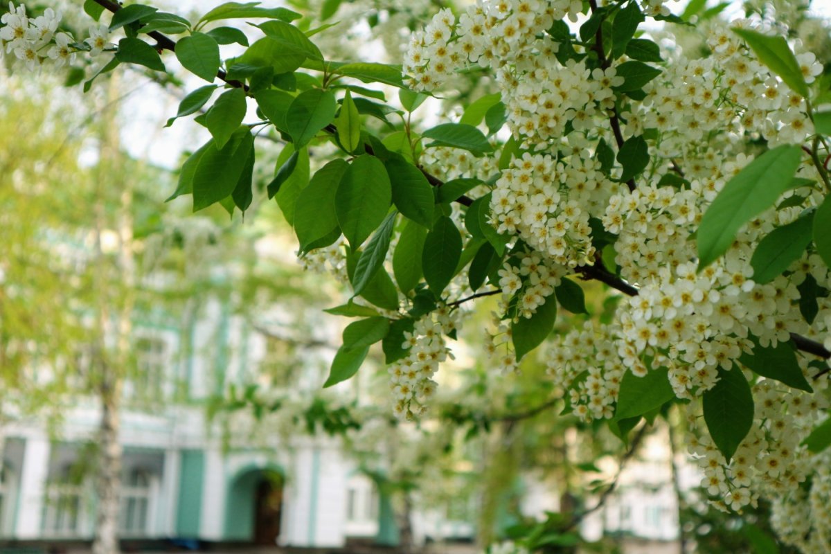 Омск зацвела черемуха