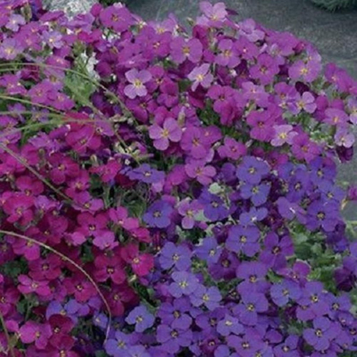 Обриета Royal Violet