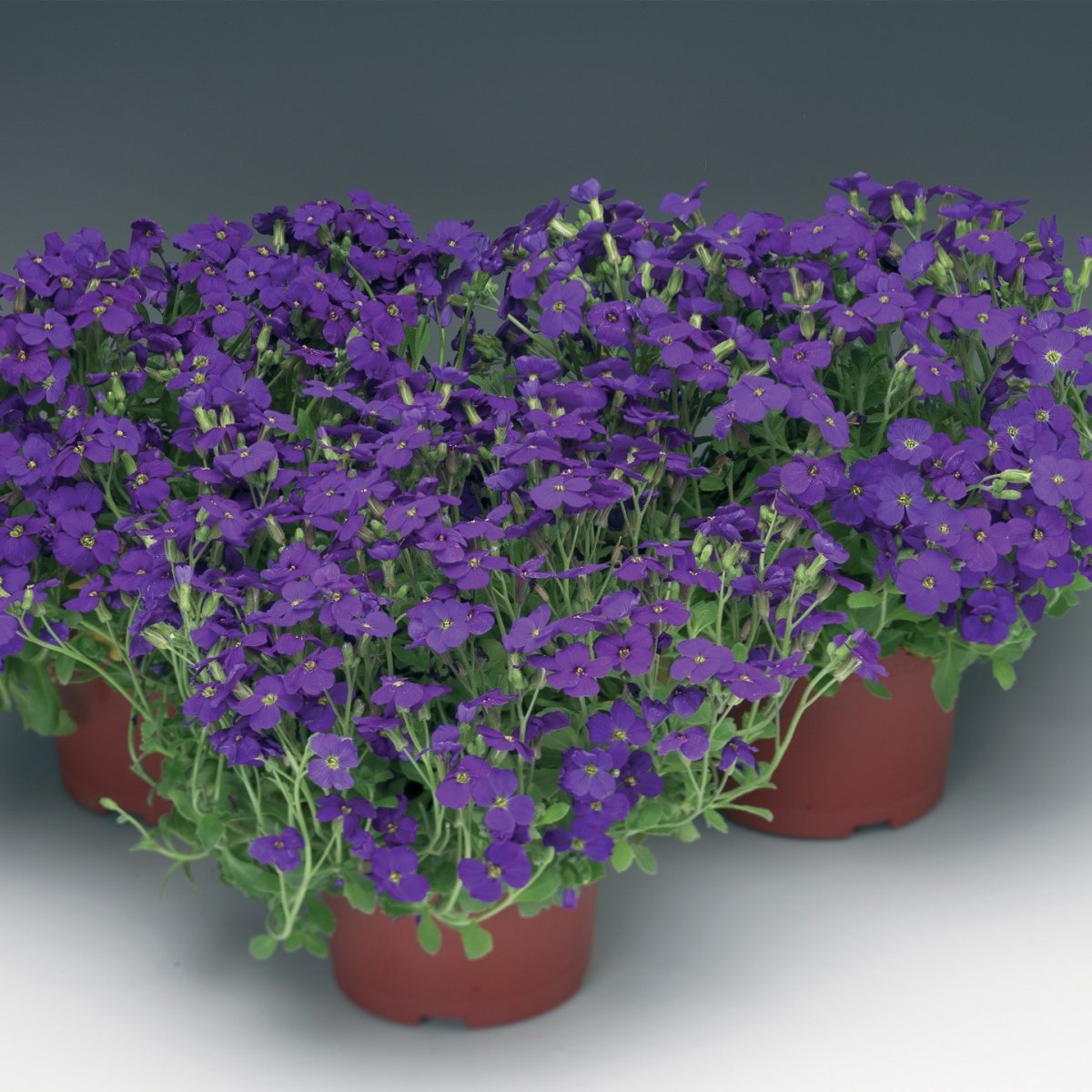 Aubrieta deltoidea Обриета дельтовидная
