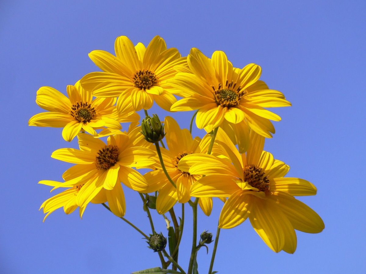 Daisies are Yellow