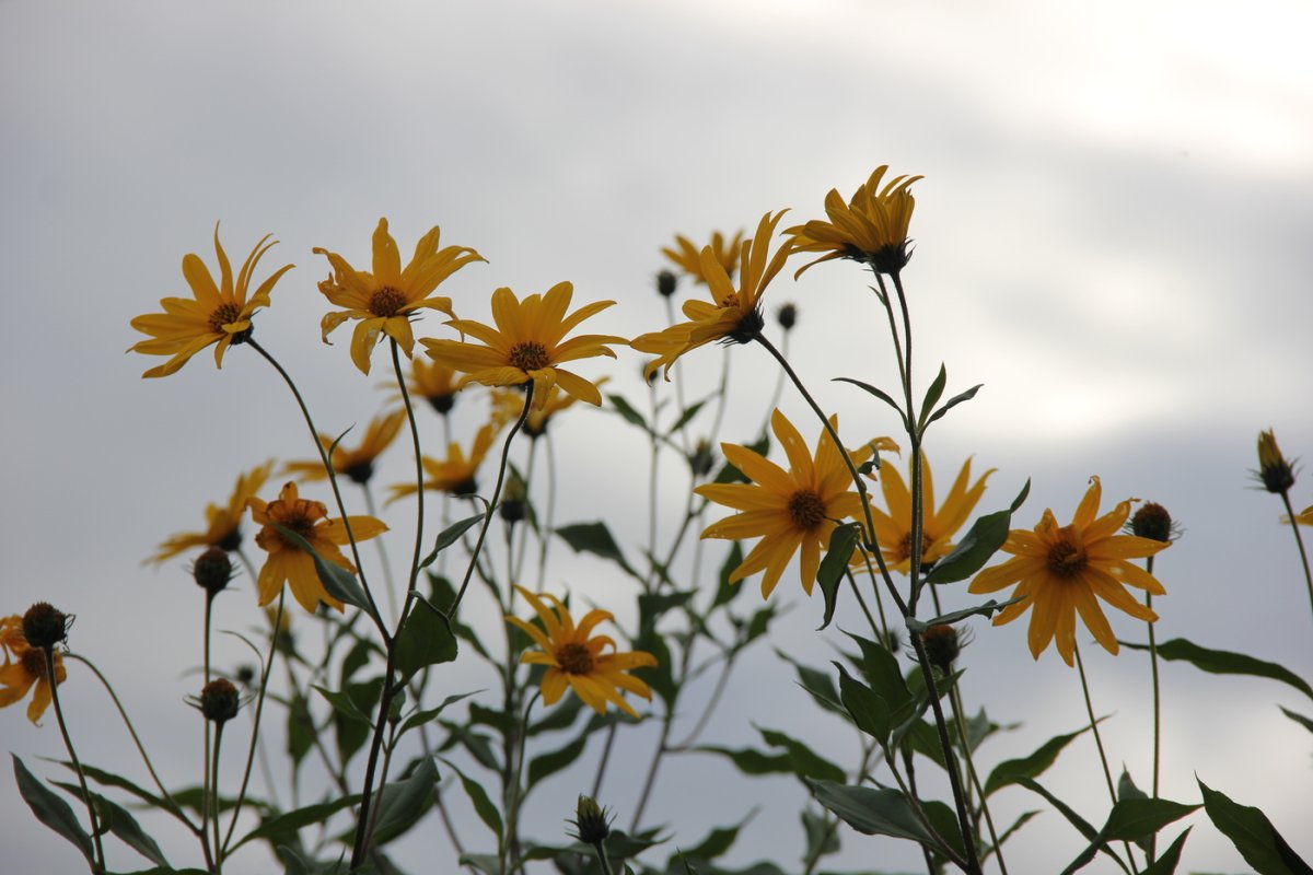Blume WD
