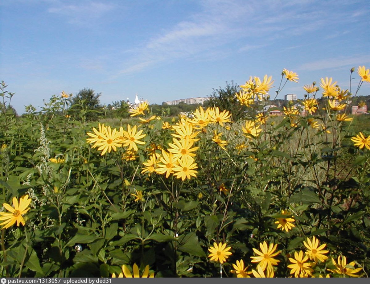 Fiorisce