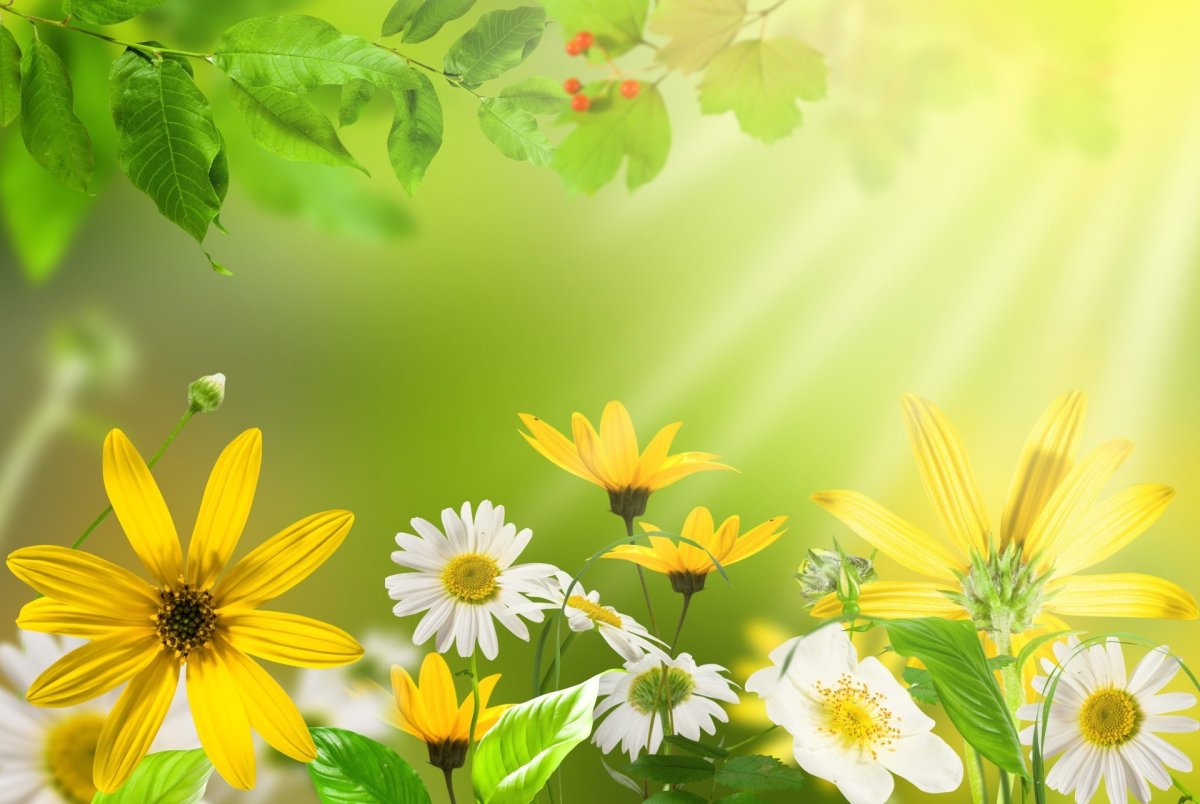Топинамбур - Helianthus tuberosus.