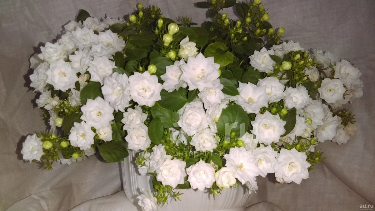 Кампанула невеста махровая