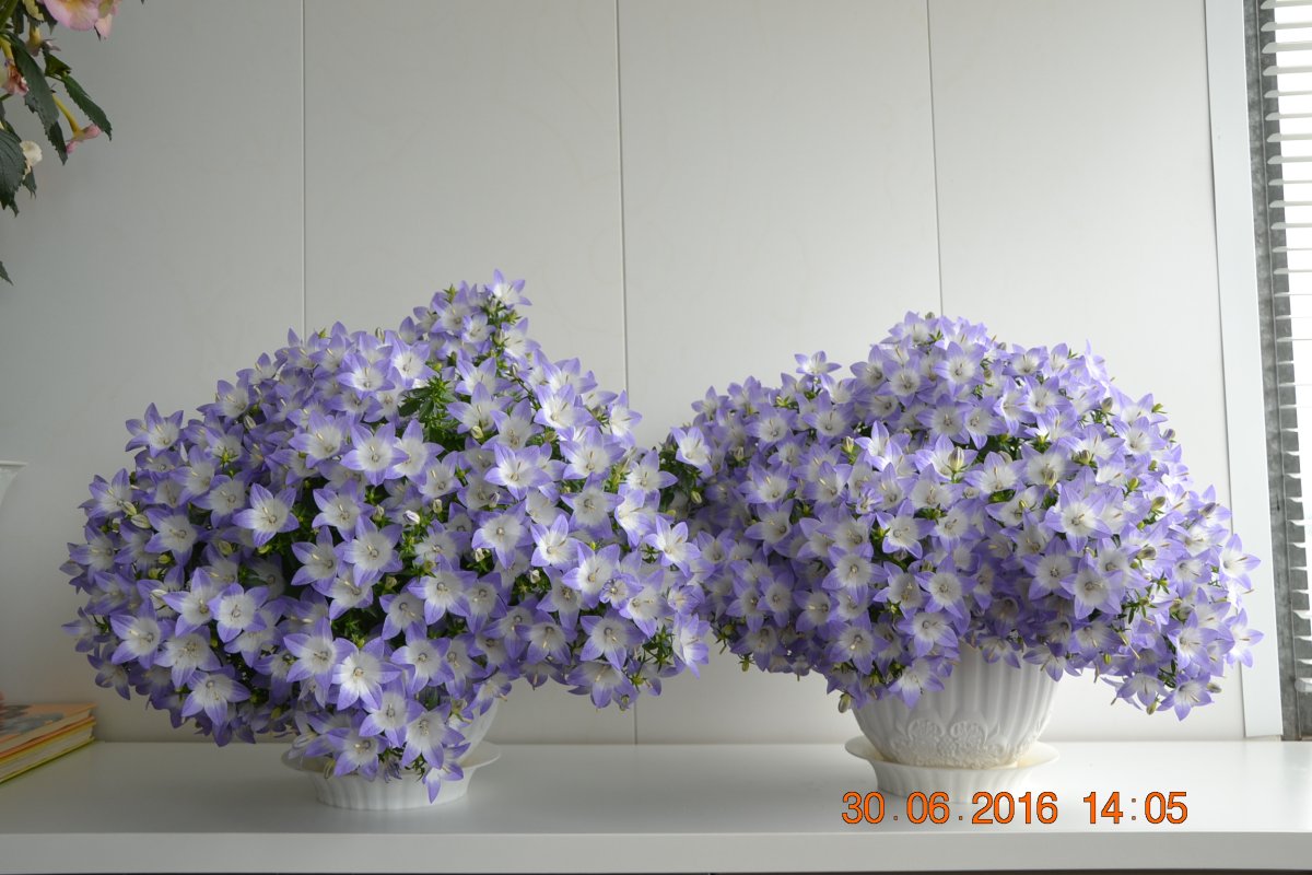 Кампанула Портеншлага белая