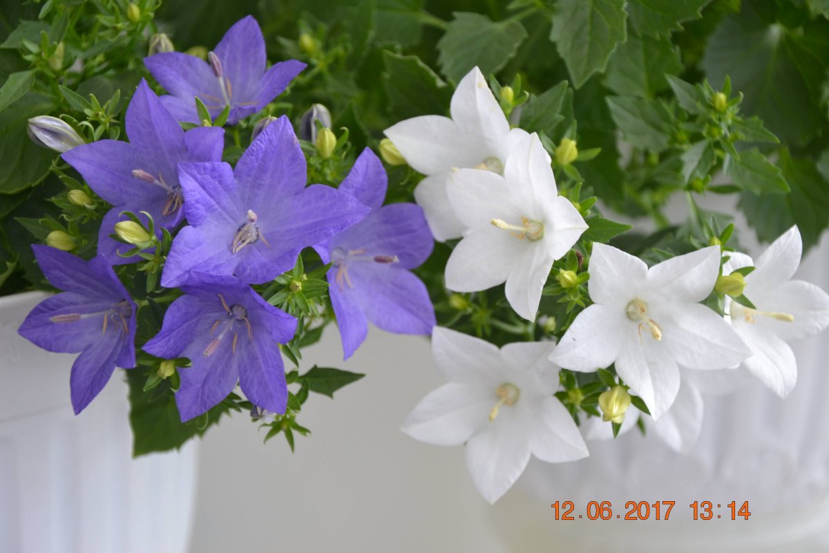 Кампанула в период покоя