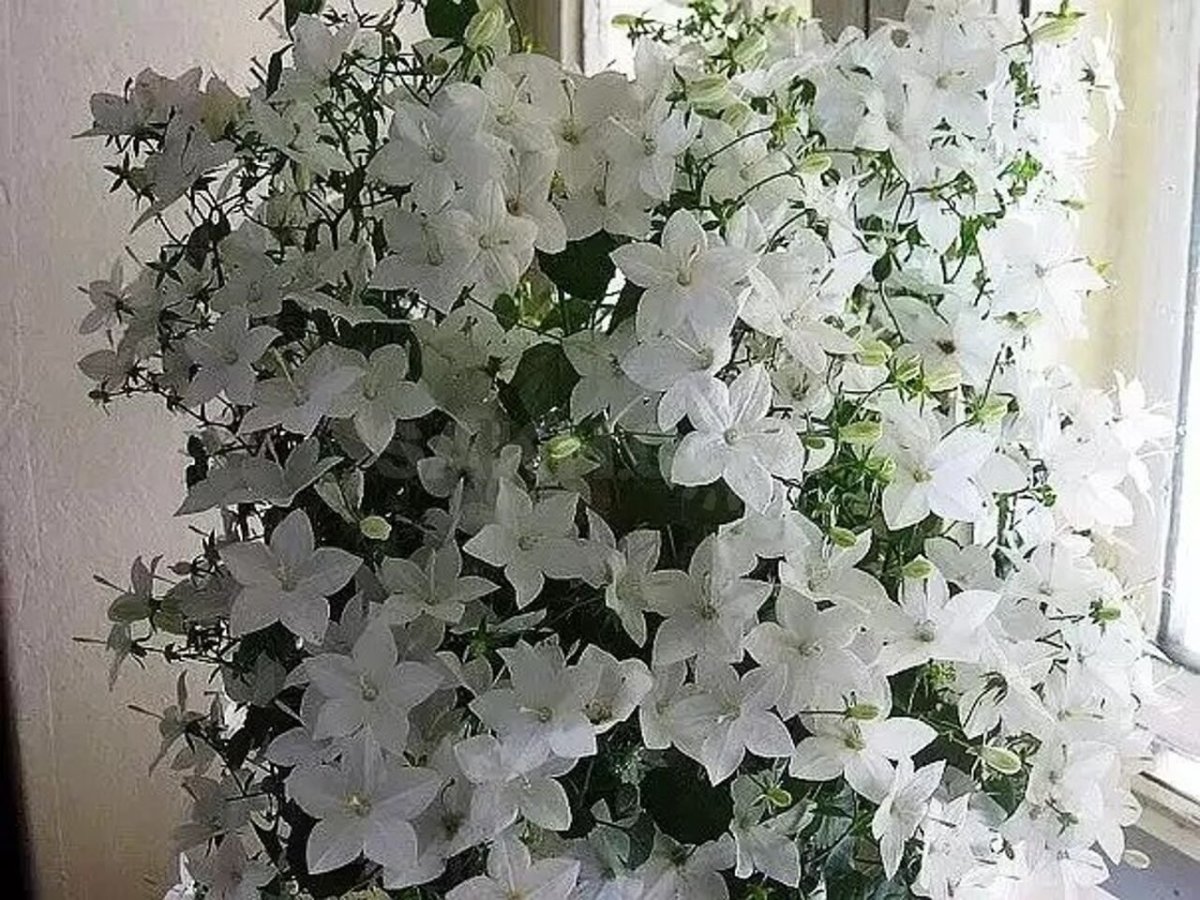 Кампанула микс