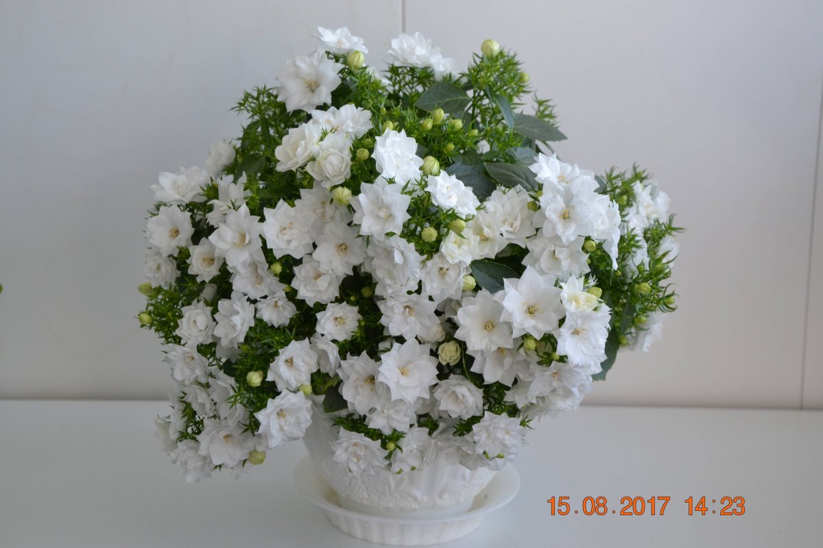 Кампанула сильберген