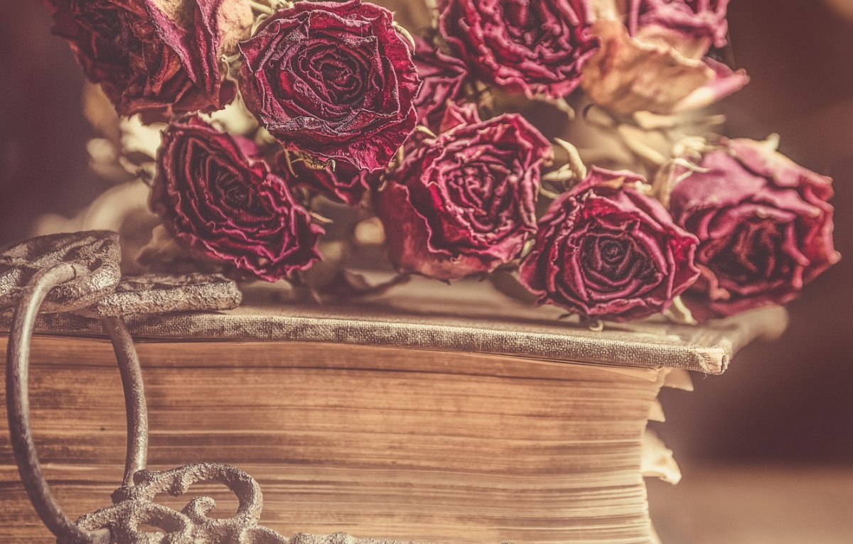Засохшая роза в книге