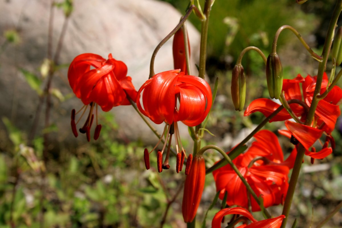 Лилия карликовая (Lilium pumilum)